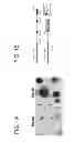 Fig. 02 - Methods for enhancing genome stability and telomere elongation in embryonic stem cells