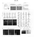 Fig. 02 - Induction of hemogenic endothelium from pluripotent stem cells