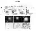 Fig. 07 - Induction of hemogenic endothelium from pluripotent stem cells