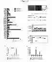 Fig. 08 - Induction of hemogenic endothelium from pluripotent stem cells