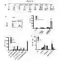 Fig. 10 - Induction of hemogenic endothelium from pluripotent stem cells