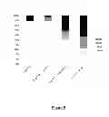 Fig. 09 - Method for increasing the efficiency of double-strand-break induced mutagenesis