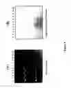 Fig. 07 - Rapid Protein Labeling and Analysis