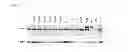 Fig. 03 - CANCER BIOMARKER AND METHODS OF USE THEREOF