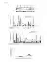Fig. 05 - CANCER BIOMARKER AND METHODS OF USE THEREOF
