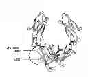 Fig. 01 - IMMUNOGLOBULIN FC POLYPEPTIDES