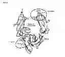 Fig. 08 - IMMUNOGLOBULIN FC POLYPEPTIDES