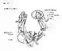Fig. 23 - IMMUNOGLOBULIN FC POLYPEPTIDES