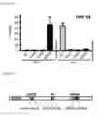 Fig. 03 - METHODS FOR DETECTION AND DIFFERENTIATION OF ORIGIN OF VIRAL DNA