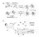 Fig. 01 - Methods for detection of botulinum neurotoxin