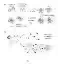 Fig. 02 - Methods for detection of botulinum neurotoxin