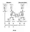 Fig. 33 - Methods for detection of botulinum neurotoxin