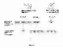 Fig. 49 - Methods for detection of botulinum neurotoxin