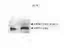 Fig. 09 - NUCLEIC ACID LINKER