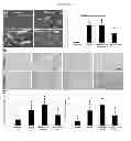 Fig. 09 - Aromatic-cationic peptides and methods for using same