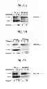 Fig. 02 - Stabilized Insulin-like Growth Factor Polypeptides