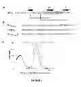 Fig. 02 - Small efficient cell penetrating peptides derived from the scorpion toxin maurocalcine