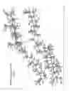 Fig. 02 - Cocrystals of progesterone