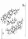 Fig. 09 - Cocrystals of progesterone
