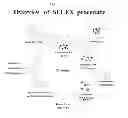 Fig. 02 - RNA aptamer specifically binding to carcinoembryonic antigen and use thereof