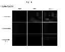 Fig. 35 - RNA aptamer specifically binding to carcinoembryonic antigen and use thereof