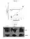 Fig. 40 - RNA aptamer specifically binding to carcinoembryonic antigen and use thereof