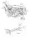 Fig. 03 - Method of stimulating a hypoglossal nerve for controlling the position of a patient's tongue