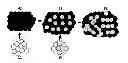 Fig. 01 - DEVICE AND METHOD FOR DETERMINING THE GRAFTING OF A RECIPIENT TISSUE SITE