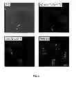 Fig. 04 - RAPIDLY MATURING FLUROSCENT PROTEINS AND METHODS FOR USING THE SAME