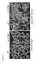Fig. 13 - Methods and compositions for transgenic plants with enhanced resistance to biotic and abiotic stress