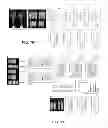 Fig. 08 - SPL16 compositions and methods to increase agronomic performance of plants