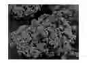 Fig. 01 - plant named ‘Desert Red’