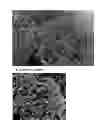 Fig. 03 - plant named ‘Desert Red’
