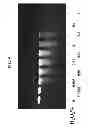 Fig. 06 - METHOD OF MAKING A FORMULATION FOR DEACTIVATING NUCLEIC ACIDS