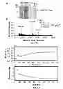 Fig. 09 - Microbial nanowires and methods of making and using
