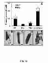 Fig. 14 - Microbial nanowires and methods of making and using