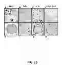 Fig. 17 - Microbial nanowires and methods of making and using