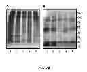 Fig. 18 - Microbial nanowires and methods of making and using