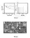 Fig. 22 - Microbial nanowires and methods of making and using