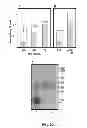 Fig. 23 - Microbial nanowires and methods of making and using