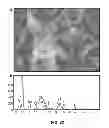 Fig. 25 - Microbial nanowires and methods of making and using