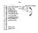 Fig. 03 - RAPID BIOLOGICAL SYNTHESIS PROCESS TO PRODUCE SEMICONDUCTING CHALCOGENIDE NANOSTRUCTURES FOR TRANSISTOR OR SOLAR CELL APPLICATIONS