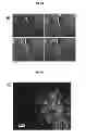 Fig. 12 - RAPID BIOLOGICAL SYNTHESIS PROCESS TO PRODUCE SEMICONDUCTING CHALCOGENIDE NANOSTRUCTURES FOR TRANSISTOR OR SOLAR CELL APPLICATIONS