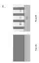 Fig. 03 - FinFET structure with different fin heights and method for forming the same