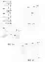 Fig. 16 - OPTIC OBSCURATION ASSEMBLY, METHOD AND SYSTEM FOR WORKING ON AN OPTICAL ELEMENT, AND RESULTING OPTICAL ELEMENT