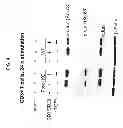 Fig. 06 - Methods and compositions for enhancing the therapeutic effect of anti-tumor T cells