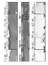 Fig. 08 - METHODS FOR TREATING UV-DAMAGED SKIN AND SCC TUMORS AND FOR REMOVING TATTOOS WITH TOPICAL INGENOL MEBUTATE