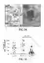 Fig. 09 - METHODS FOR TREATING UV-DAMAGED SKIN AND SCC TUMORS AND FOR REMOVING TATTOOS WITH TOPICAL INGENOL MEBUTATE