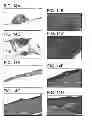 Fig. 20 - METHODS FOR TREATING UV-DAMAGED SKIN AND SCC TUMORS AND FOR REMOVING TATTOOS WITH TOPICAL INGENOL MEBUTATE