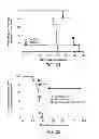 Fig. 26 - METHODS FOR TREATING UV-DAMAGED SKIN AND SCC TUMORS AND FOR REMOVING TATTOOS WITH TOPICAL INGENOL MEBUTATE